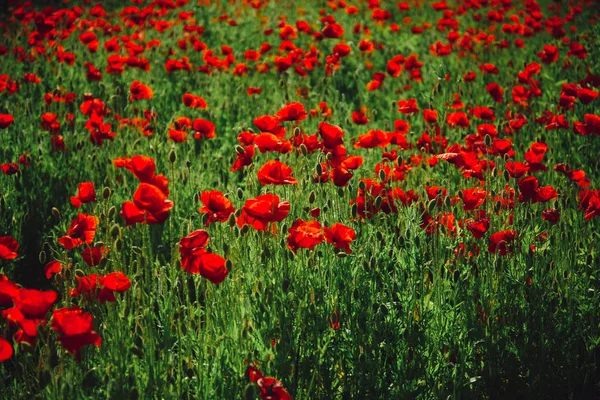 Květinové pole červený mák pozadí — Stock fotografie