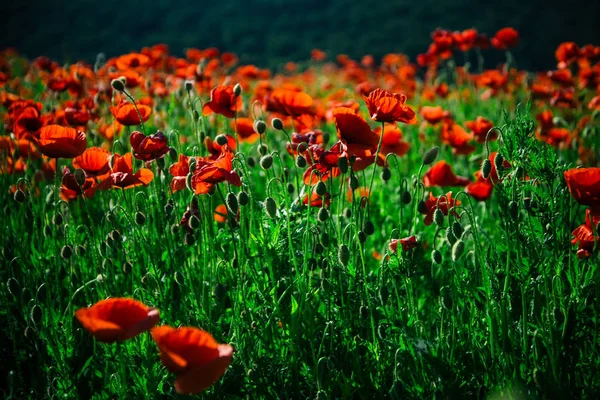 Campo di rosso papavero semi fiore sfondo — Foto Stock