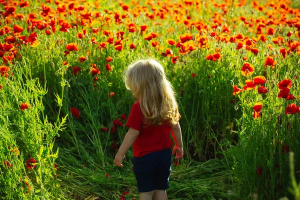 Malý kluk nebo dítě v oblasti mák — Stock fotografie