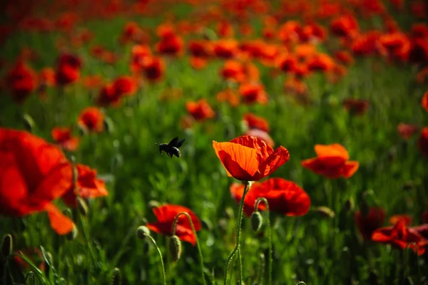 Hermoso campo de semillas de amapola — Foto de Stock