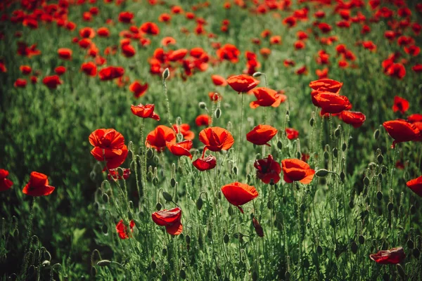 Campo di rosso papavero semi fiore sfondo — Foto Stock