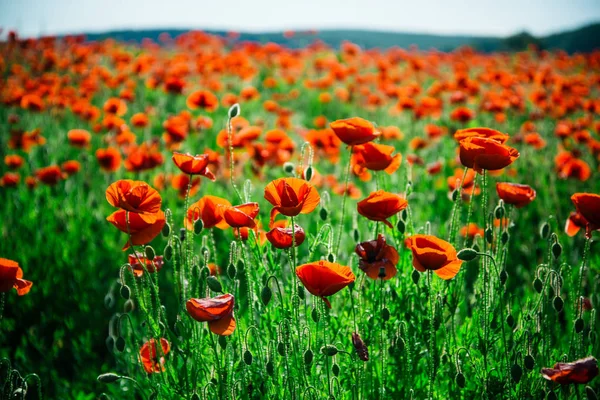 Bellezza in natura, campo di semi di papavero rosso sfondo fiore — Foto Stock