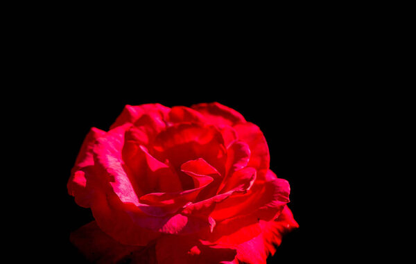 Rose flower with red petal isolated on black background, copy space