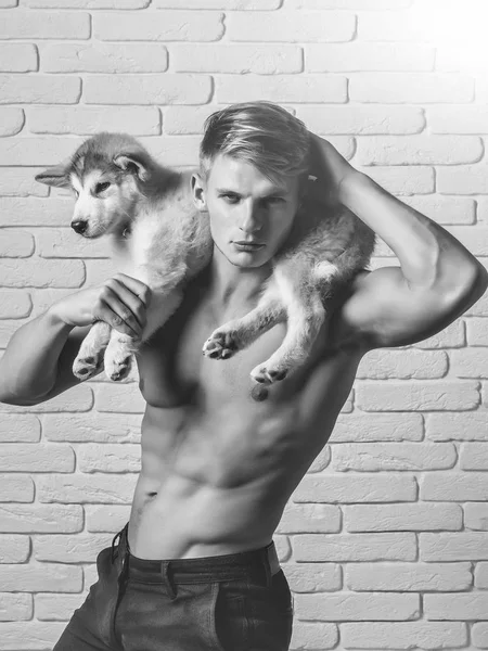 Seksi vücut, husky köpek, köpek evcil hayvan ile maço adam — Stok fotoğraf