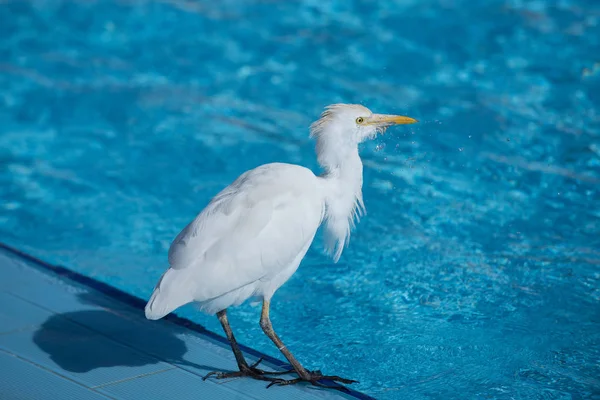 Bird with white feather standing near swimming pool — Stock Photo, Image
