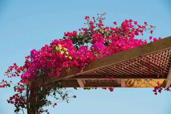 Bush with beautiful magenta blossom flowers creeping above wooden roof — Stock Photo, Image