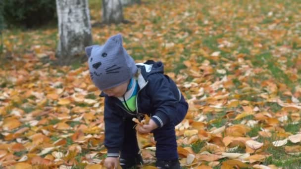 이런가 단풍 수집. 공원에 작은 아이 노란 잎가 산책 정원, 11 월에서에서 자연과 아동 발달에 수집합니다. 어린 시절 마을가 숲, 황금 잎 — 비디오