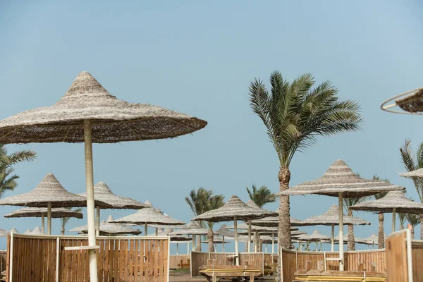 Sun parasols brown wooden sunbeds and palm trees at beach — Stock Photo, Image