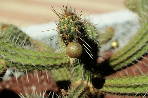 Kaktus med nyår boll — Stockfoto