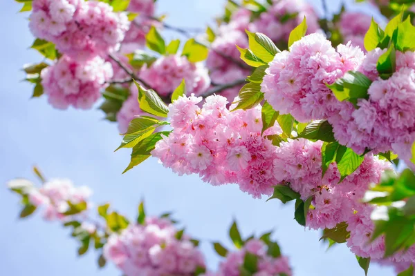 Fiori di ciliegio in fiore e foglie verdi su cielo blu — Foto Stock