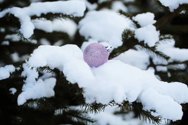 Xmas bauble på snedækket gren - Stock-foto