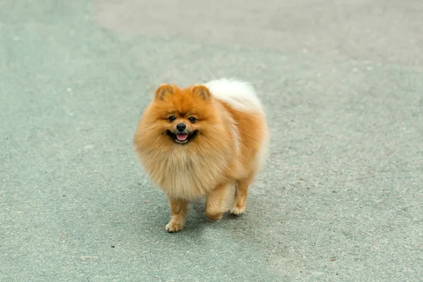 Açık havada yürüyüş pomeranian köpek — Stok fotoğraf