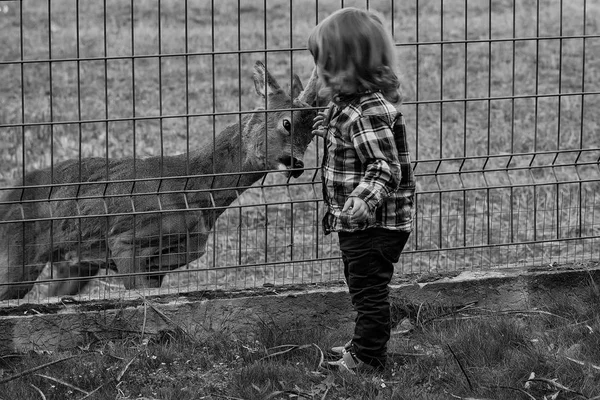 Ragazzo che gioca con i cervi — Foto Stock
