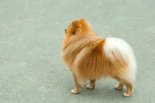 Spitz con pelo peludo rojo sobre pavimento gris —  Fotos de Stock