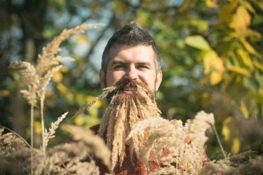 Güneşli doğal spikelet sakallı adam düşmek.