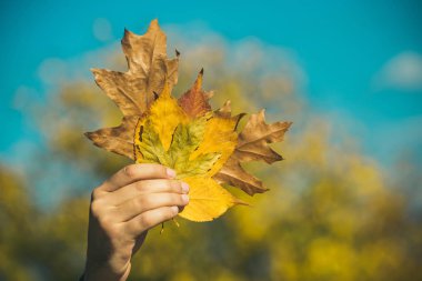 buket erkek elinde yaprak.