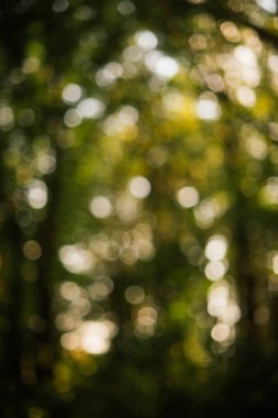 Arka plan bulanık doğa ile.