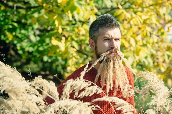 Barbe à épillets chez le coiffeur et coiffeur . — Photo