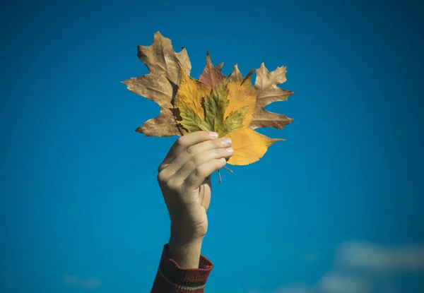 Buquê de folhas de outono na mão masculina — Fotografia de Stock