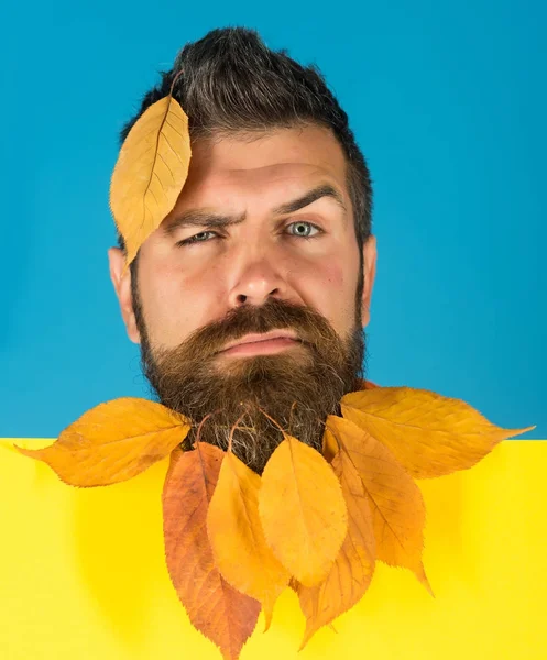 Hipster veya mavi zemin üzerine sonbaharda sakallı adam. — Stok fotoğraf