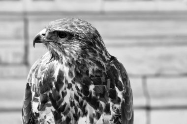 Güzel kartal kuş portre