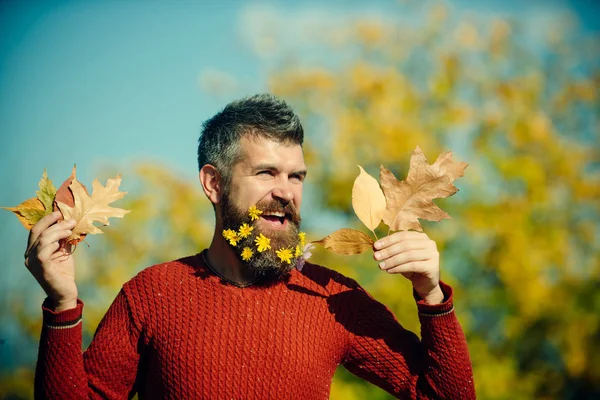 Berber ve Kuaför, karahindiba sakal.