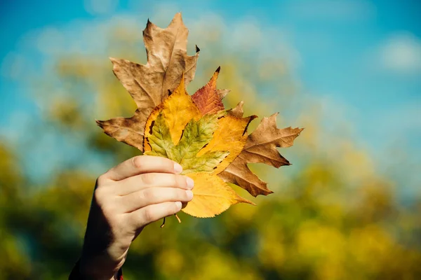 Mano con hoja de otoño amarillo natural soleado al aire libre . —  Fotos de Stock