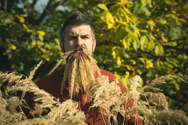 Hombre con barba de espiguilla natural otoño soleado . —  Fotos de Stock