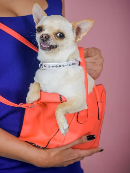 Cara de cachorro con sonrisa feliz sobre fondo violeta — Foto de Stock