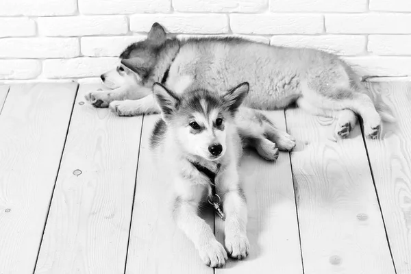 レンガと木のハスキー犬 — ストック写真