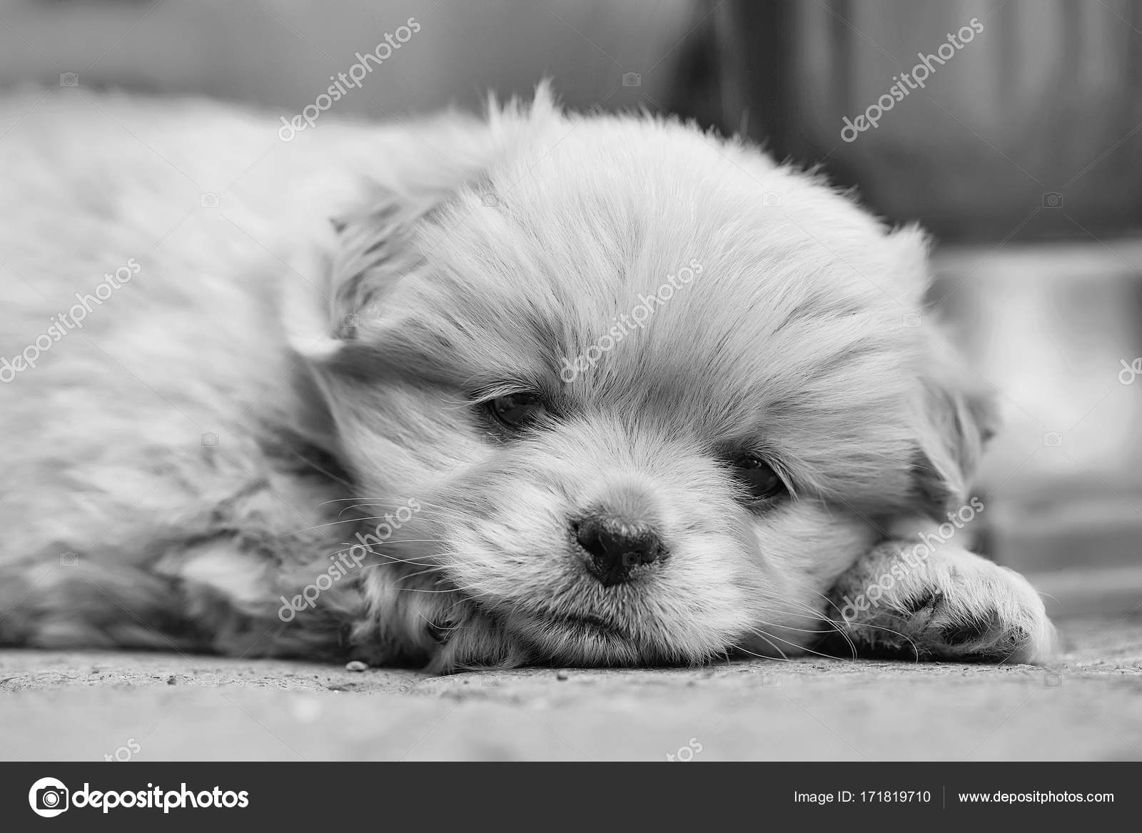 Chiot Petit Chien En Peluche Photographie Tverdohlibcom