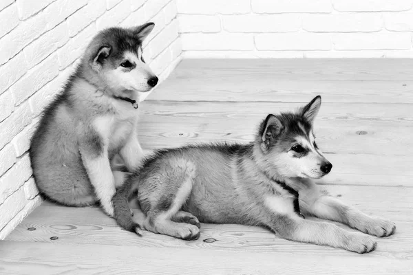 Cães husky no chão de madeira — Fotografia de Stock