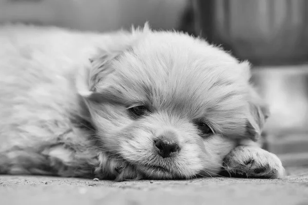 Pequeno cachorro cachorro cão de pelúcia — Fotografia de Stock