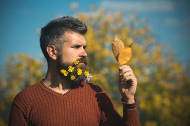 Güneşli doğal çiçek sakallı adam düşmek.