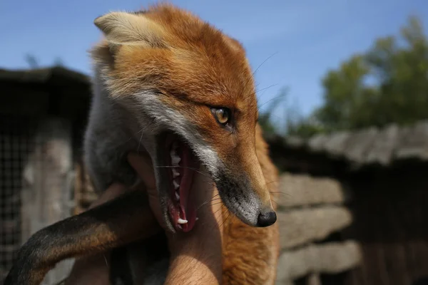 Red fox in mensenrechten hand op blauwe hemelachtergrond. — Stockfoto