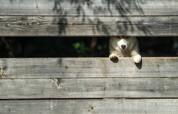 犬の休日のお祝い年. — ストック写真