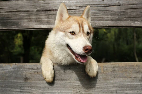 Husky or wolf at wooden background, copy space. — Stock Photo, Image