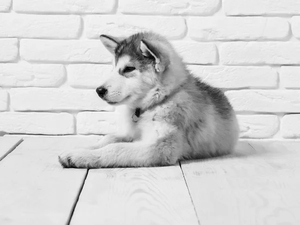 Husky Hund auf Holz mit Ziegeln — Stockfoto