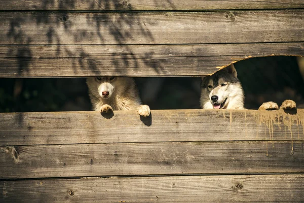 Husky nebo vlk na dřevěné pozadí, kopírování prostor. — Stock fotografie