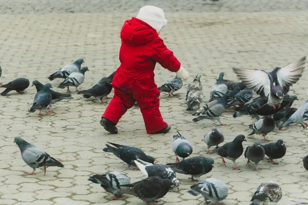 Bambino che insegue piccioni sulla strada asfaltata della città — Foto Stock