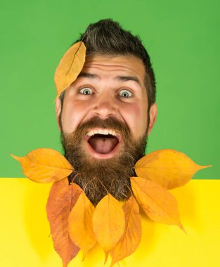 Berber ve Kuaför, yaprakları sakal.