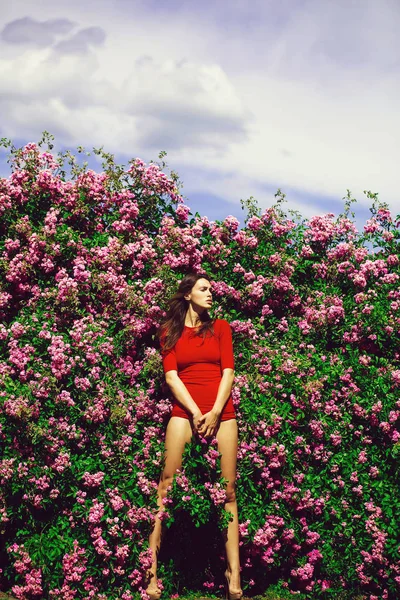 Красива дівчина серед квітів — стокове фото