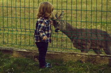 Geyik ile oynayan çocuk