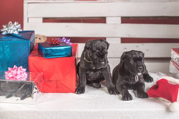 Cane corso puppy at Christmas present box