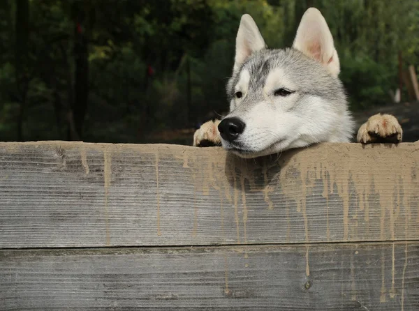 Anno nuovo, anno di cane, cane husky o cucciolo — Foto Stock