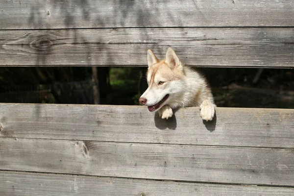 Állat és állati, Szibériai husky, kutya éve. — Stock Fotó