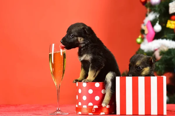 Année du chien, fête avec champagne dans un verre à vin . — Photo