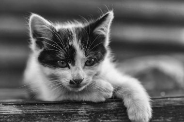 Yeşil gözleri ve kürklü ceket ile şirin yavru kedi