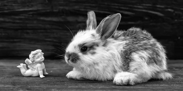 Lilla kanin och drömmande ängel — Stockfoto