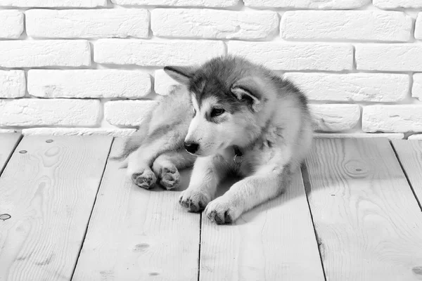 Chien husky sur bois avec briques — Photo